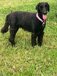 Found/Stray Female Dog last seen Erna Drive & Armenia Ave, Tampa, FL 33603