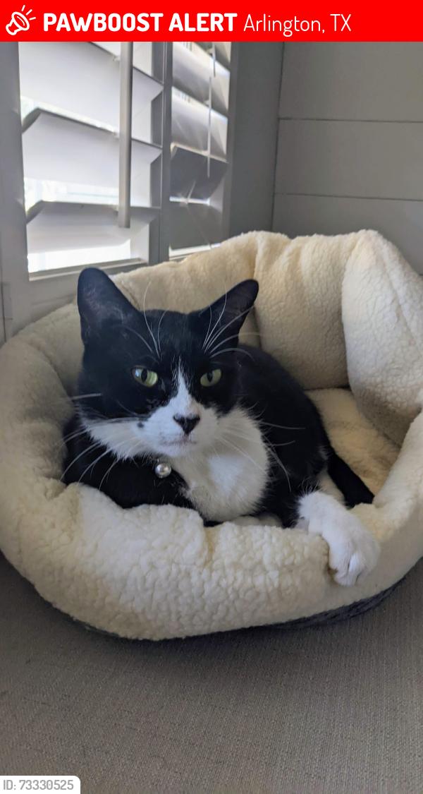 Lost Male Cat last seen Waverly Drive, Arlington, TX 76015