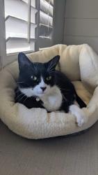 Lost Male Cat last seen Waverly Drive, Arlington, TX 76015