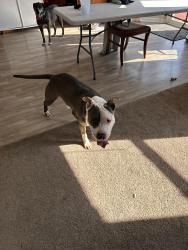 Found/Stray Male Dog last seen Bells Run Neighborhood, Indianapolis, IN 46235
