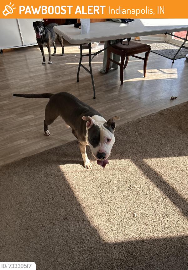Found/Stray Male Dog last seen Bells Run Neighborhood, Indianapolis, IN 46235