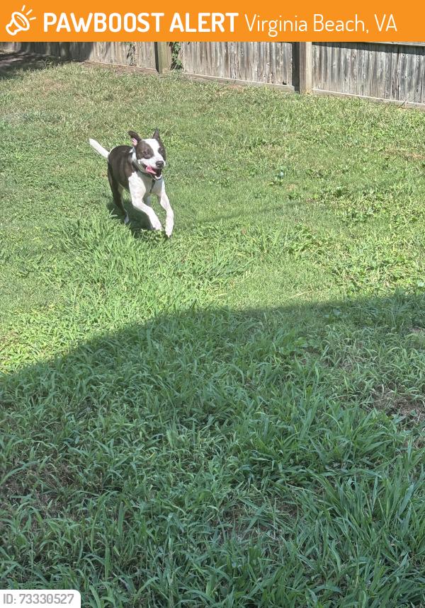 Found/Stray Unknown Dog last seen Near ricks cafe, Virginia Beach, VA 23454