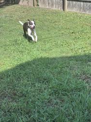 Found/Stray Unknown Dog last seen Near ricks cafe, Virginia Beach, VA 23454