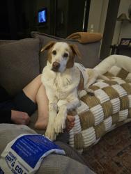 Reunited Male Dog last seen Stone Ridge Mountain, Round Mountain, TX 78663