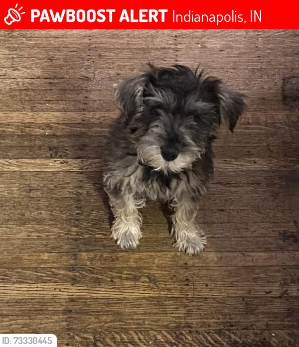 Lost Male Dog last seen Woodlawn and Villa. Fountain Square, Indianapolis, IN 46203