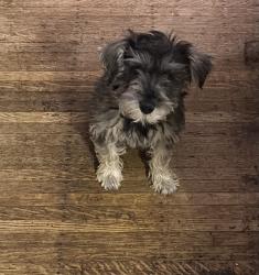 Lost Male Dog last seen Woodlawn and Villa. Fountain Square, Indianapolis, IN 46203