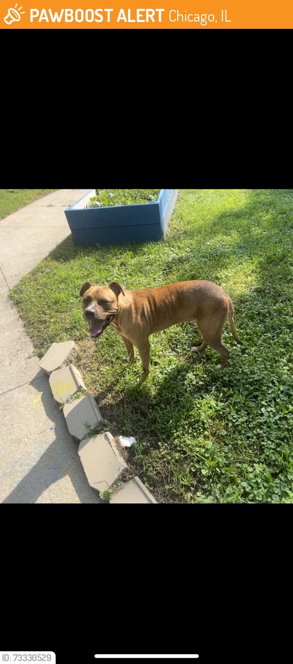 Found/Stray Male Dog last seen Loomis, Chicago, IL 60609