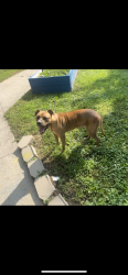 Found/Stray Male Dog last seen Loomis, Chicago, IL 60609