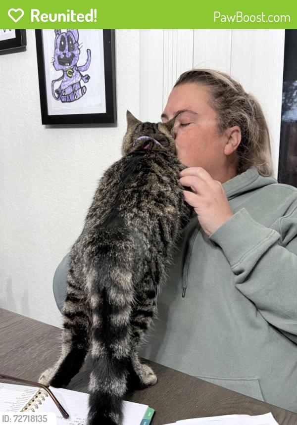Reunited Male Cat last seen Cain/babcock, Visalia, CA 93292