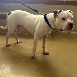 Shelter Stray Male Dog last seen , 5570 Sturmer Park Cir, Winston-Salem, NC 27105, USA