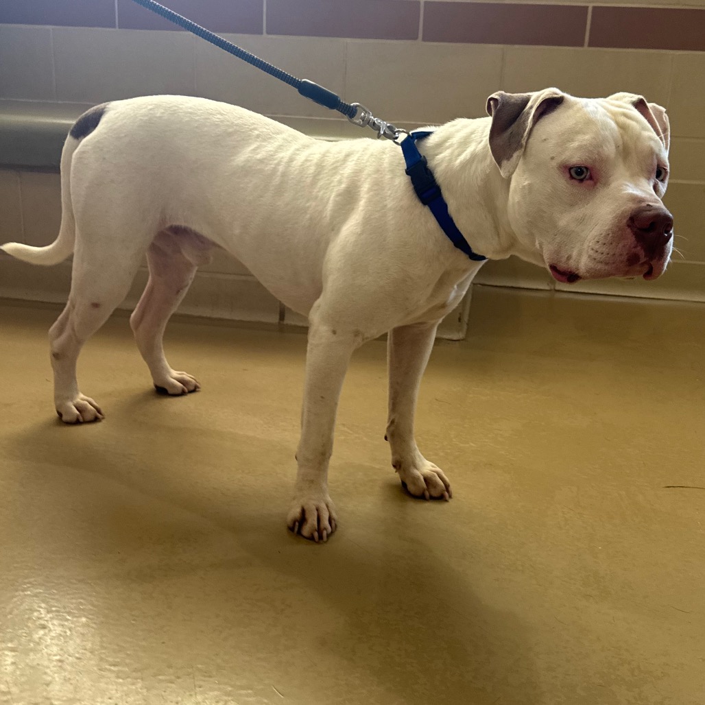 Shelter Stray Male Dog last seen , 5570 Sturmer Park Cir, Winston-Salem, NC 27105, USA