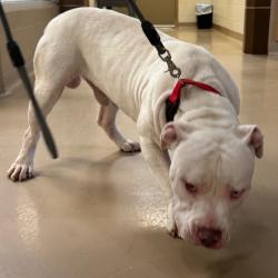 Shelter Stray Male Dog last seen , 5570 Sturmer Park Cir, Winston-Salem, NC 27105, USA
