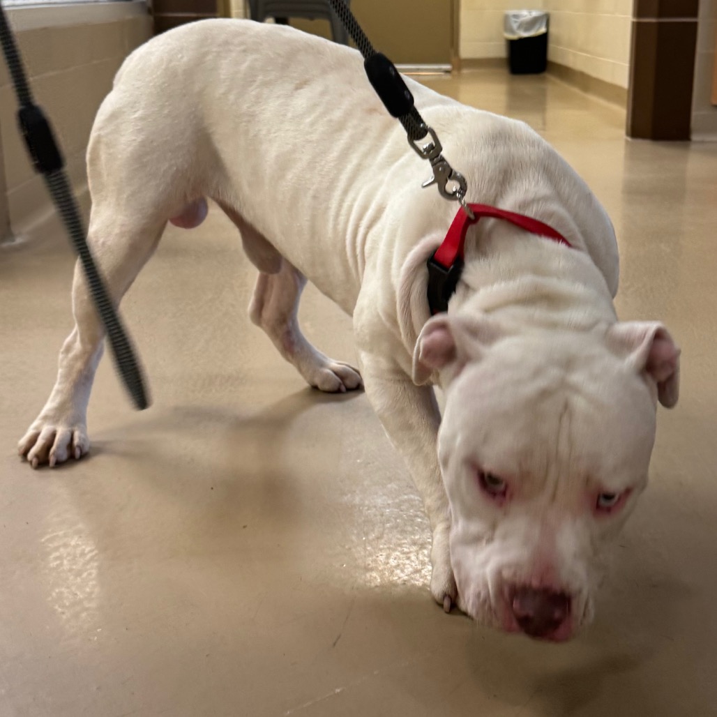 Shelter Stray Male Dog last seen , 5570 Sturmer Park Cir, Winston-Salem, NC 27105, USA