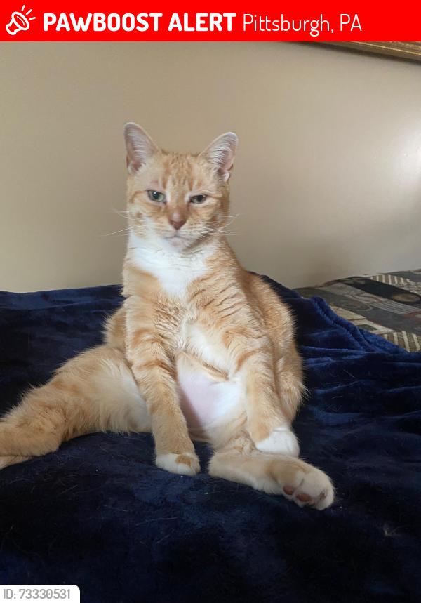 Lost Female Cat last seen Near Keiners Lane, Pittsburgh, PA 15205
