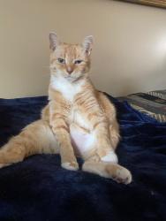 Lost Female Cat last seen Near Keiners Lane, Pittsburgh, PA 15205
