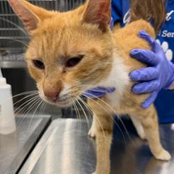 Shelter Stray Male Cat last seen , 980 Guilford College Rd, Greensboro, NC 27409, USA