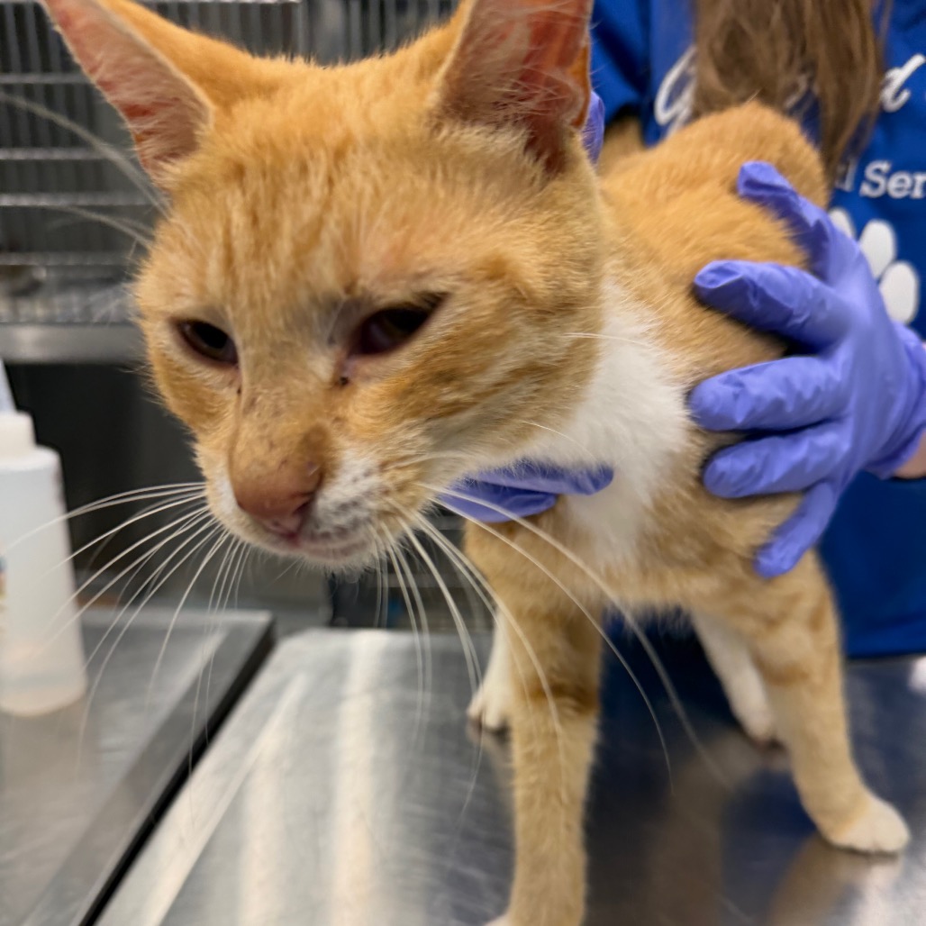 Shelter Stray Male Cat last seen , 980 Guilford College Rd, Greensboro, NC 27409, USA