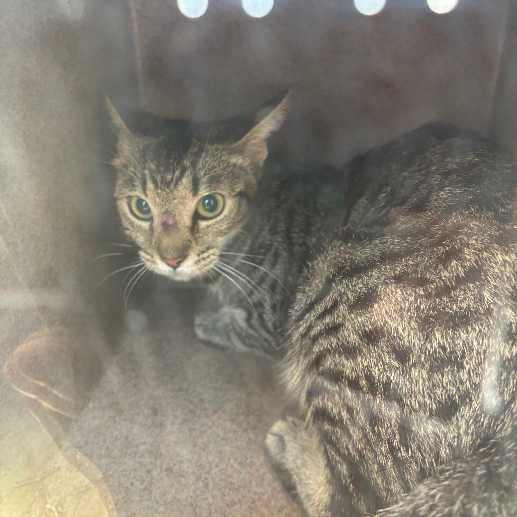 Shelter Stray Unknown Cat last seen , 980 Guilford College Rd, Greensboro, NC 27409, USA