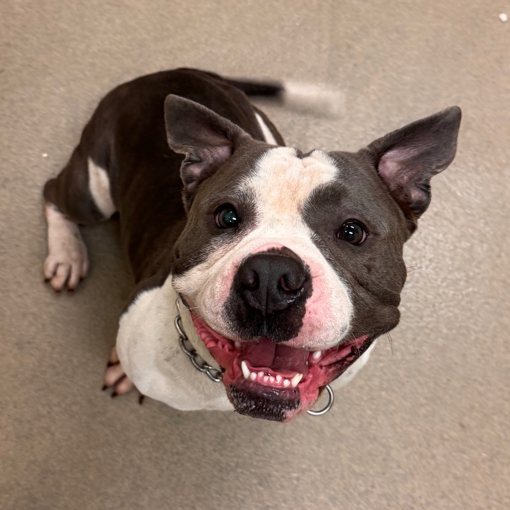 Shelter Stray Male Dog last seen , 1211 Old Graves Mill Rd, Lynchburg, VA 24502, USA