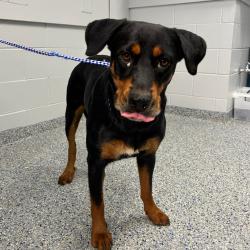 Shelter Stray Female Dog last seen , 328 Furman Hall Rd, Greenville, SC 29609, USA