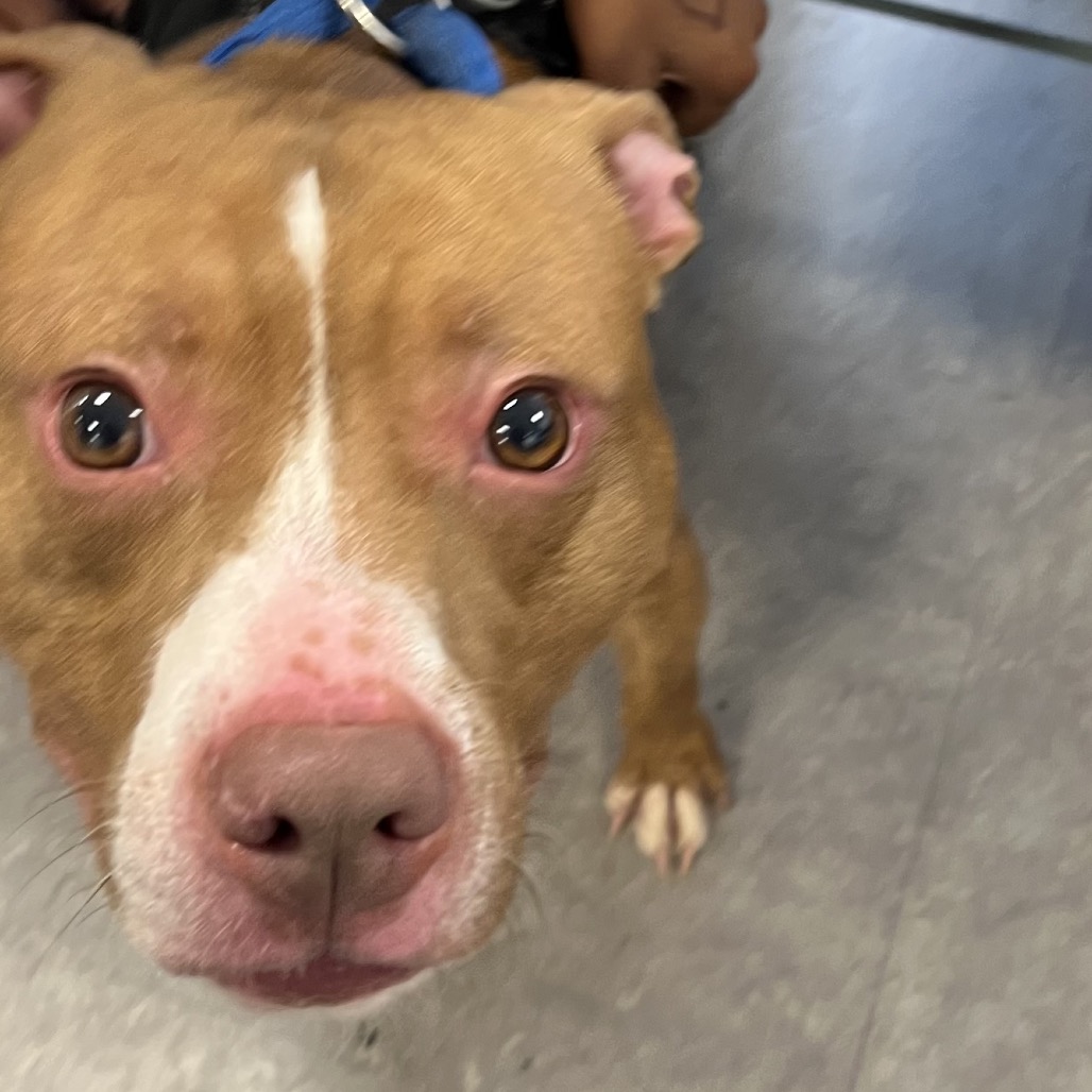Shelter Stray Male Dog last seen , Animal Care & Control Team of Philly, 111 W Hunting Park Ave, Philadelphia, PA 19140, USA