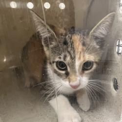 Shelter Stray Female Cat last seen , Animal Care & Control Team of Philly, 111 W Hunting Park Ave, Philadelphia, PA 19140, USA