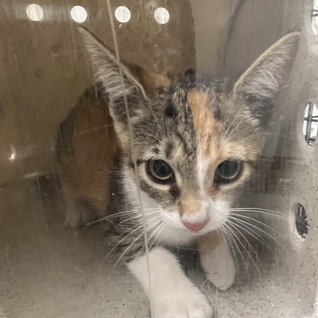 Shelter Stray Female Cat last seen , Animal Care & Control Team of Philly, 111 W Hunting Park Ave, Philadelphia, PA 19140, USA