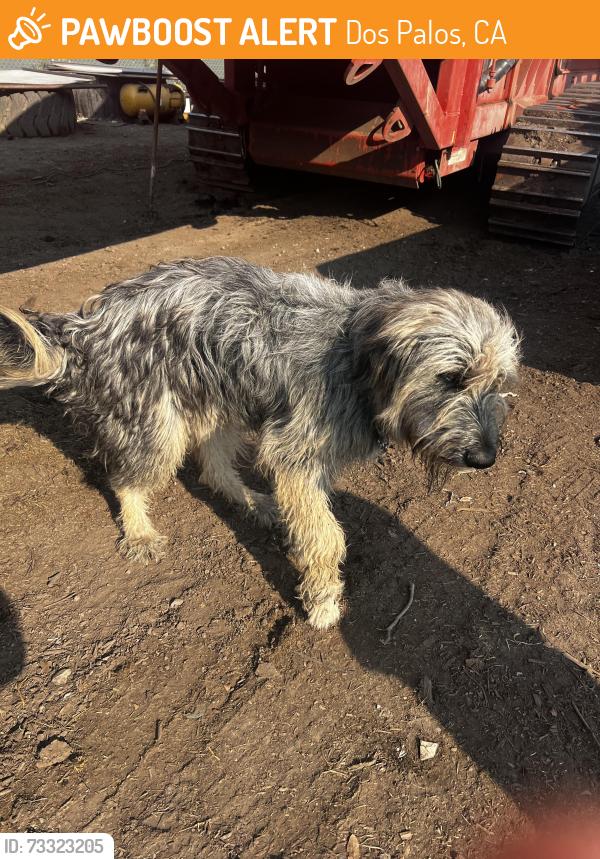 Found/Stray Unknown Dog last seen Near Carlucci rd Dos Palos, Dos Palos, CA 93620