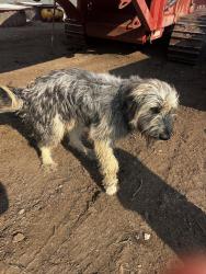 Found/Stray Unknown Dog last seen Near Carlucci rd Dos Palos, Dos Palos, CA 93620