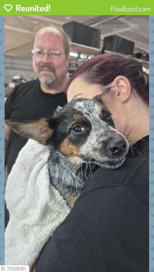 Reunited Female Dog last seen Franklin Blvd and Washington, Gastonia, NC 28052