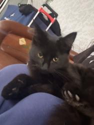 Found/Stray Unknown Cat last seen Dickens, Hayward, CA 94544