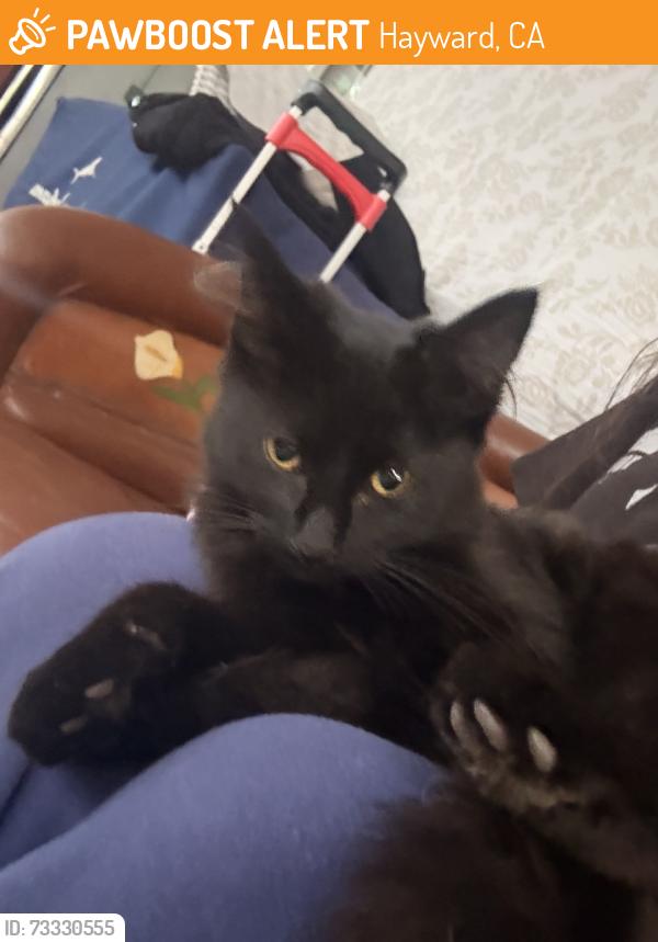 Found/Stray Unknown Cat last seen Dickens, Hayward, CA 94544
