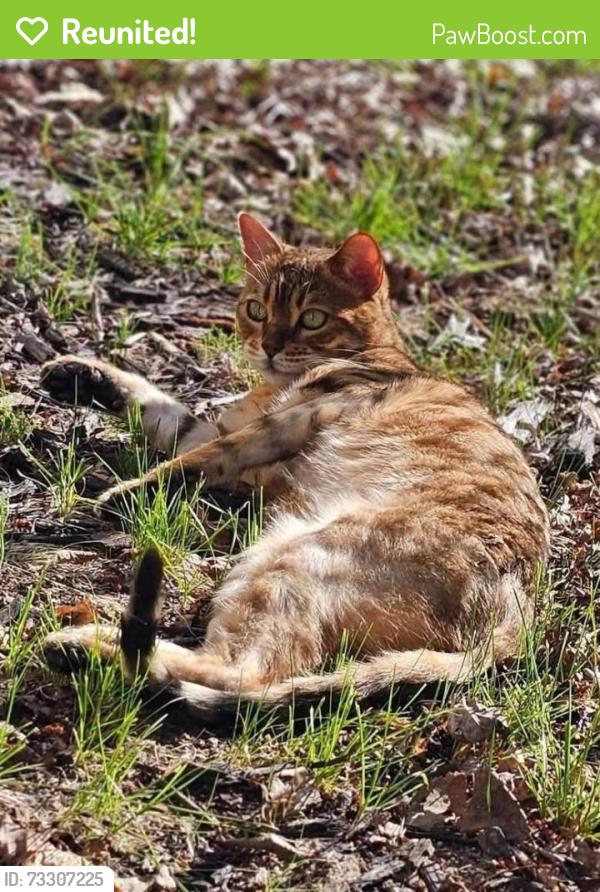 Reunited Female Cat last seen Bel Aire, Des Moines, IA 50310