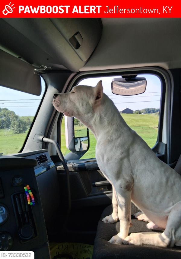 Lost Male Dog last seen Near bayport Rd Jeffersontown KY, Jeffersontown, KY 40299