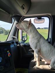 Lost Male Dog last seen Near bayport Rd Jeffersontown KY, Jeffersontown, KY 40299