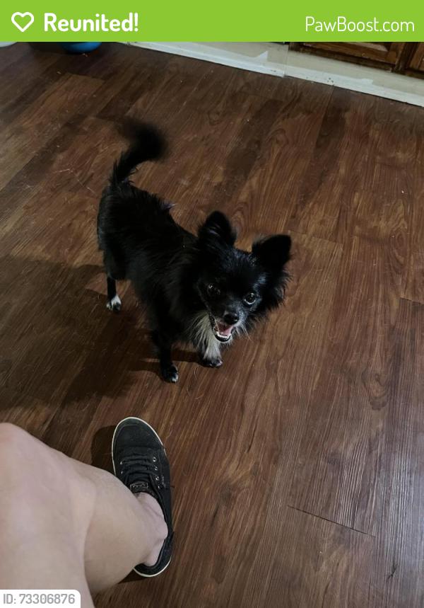 Reunited Female Dog last seen Wells Station and Reed Street, Memphis, TN 38108