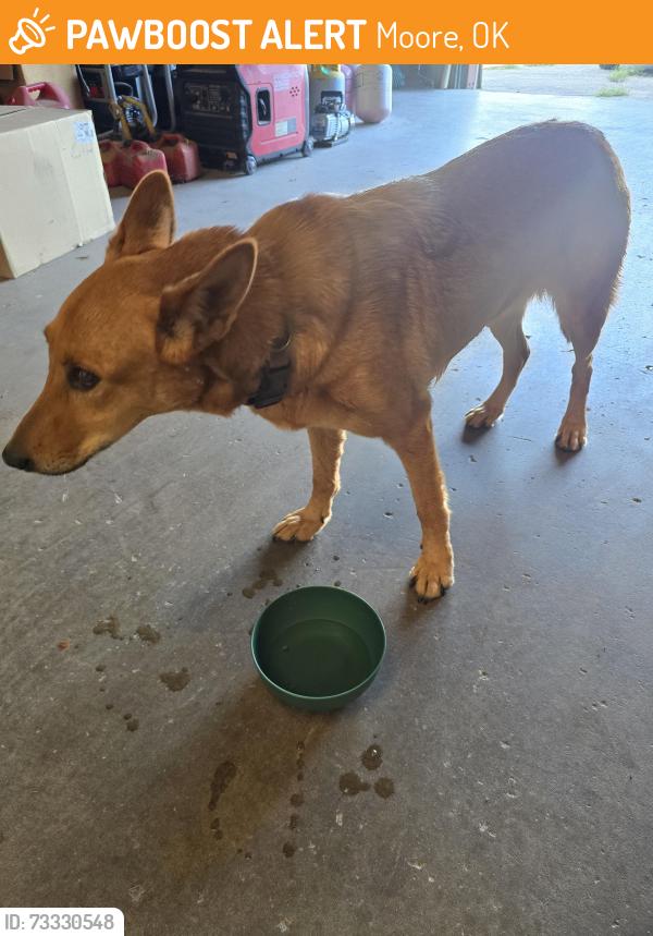 Found/Stray Female Dog last seen Se 19th Eastern, Moore, OK 73160