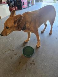 Found/Stray Female Dog last seen Se 19th Eastern, Moore, OK 73160