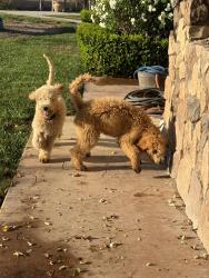 Reunited Male Dog last seen woodsdrive on eastlake, Chula Vista, CA 91914