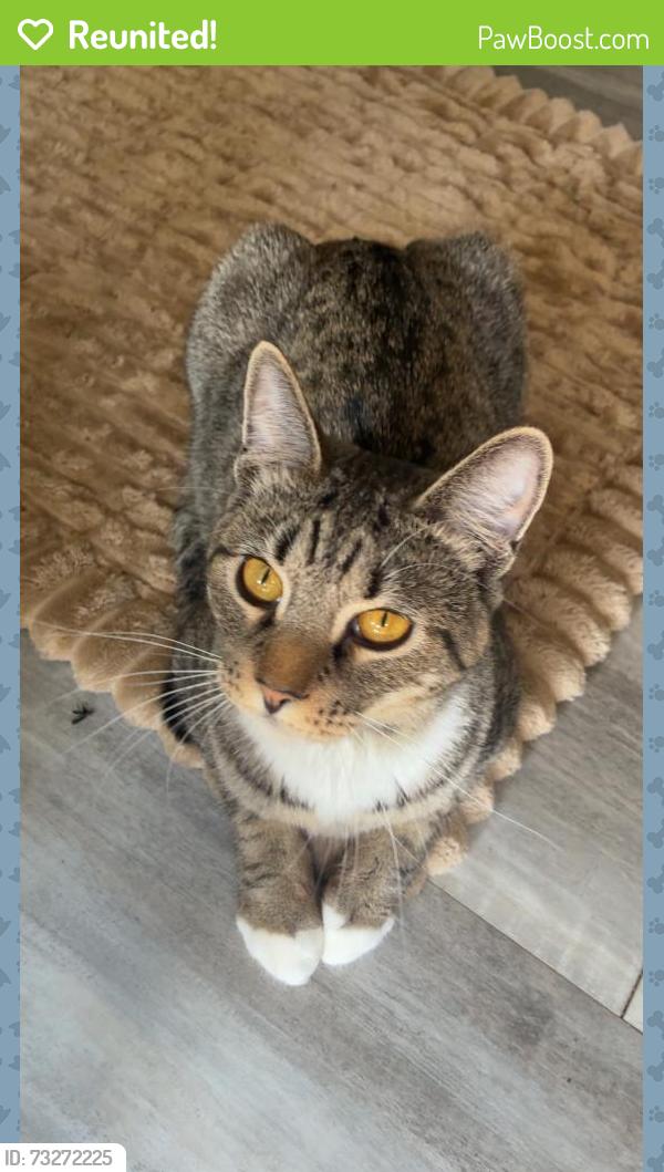 Reunited Female Cat last seen Marlboro and mosswood dr, Thonotosassa, FL 33584