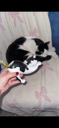 Lost Male Cat last seen Fallbrook dr, Elsmere, KY 41018