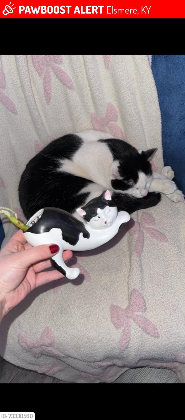 Lost Male Cat last seen Fallbrook dr, Elsmere, KY 41018