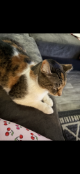 Lost Female Cat last seen El de con, Lafayette, LA 70506