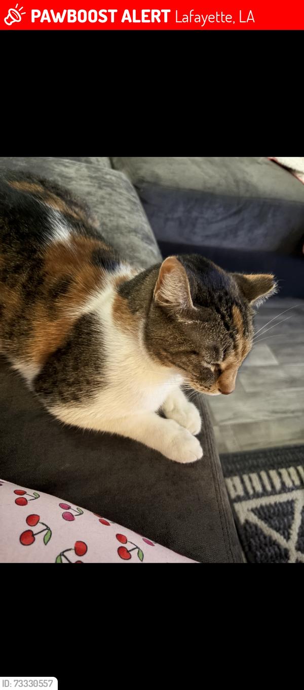 Lost Female Cat last seen El de con, Lafayette, LA 70506
