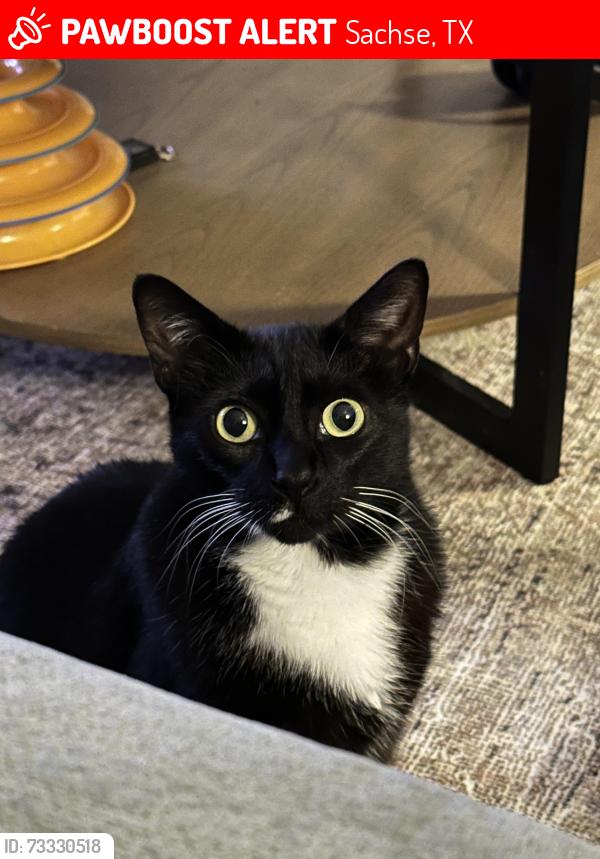 Lost Female Cat last seen Between Doyle and Chene, Sachse, TX 75048