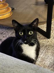 Lost Female Cat last seen Between Doyle and Chene, Sachse, TX 75048