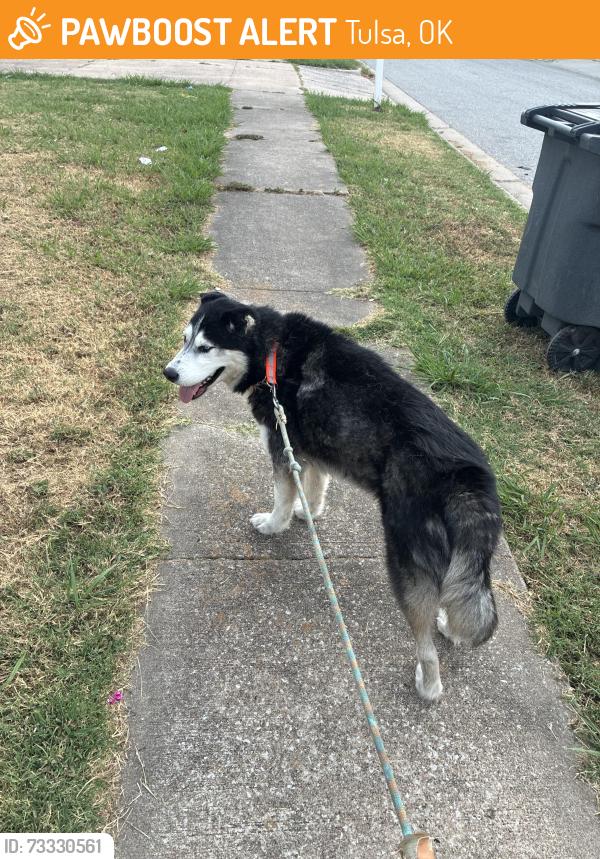 Found/Stray Unknown Dog last seen 127th and e 40th, Tulsa, OK 74146