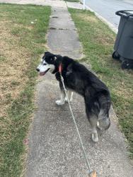 Found/Stray Unknown Dog last seen 127th and e 40th, Tulsa, OK 74146