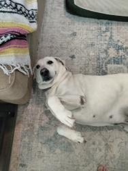 Reunited Female Dog last seen Near block Wellshire Drive, Katy, Katy, TX 77494