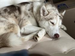 Reunited Female Dog last seen Near grandiflora dr mcdonough ga 30253, McDonough, GA 30253